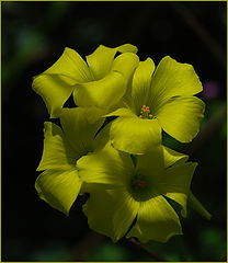 photo "Spring flower."