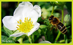 фото "the spring is close"
