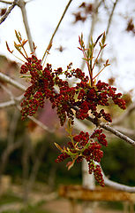 фото "Весна"