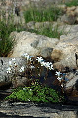 photo "***"