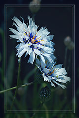 photo "***"
