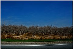 photo "White Line & Orchard"