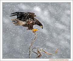photo "Balance Act"