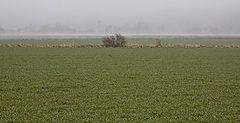 photo "Foggy morning"