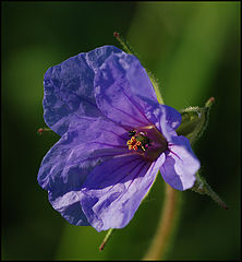 photo "Spring flower-2"