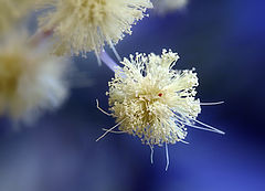 photo "***"