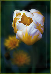 photo "***"