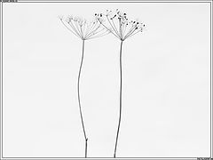 photo "fennel family"