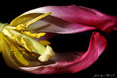 photo "***"