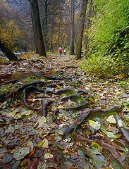 photo "Roots behind us"