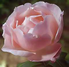 photo "For you my Father...wherever you are..."