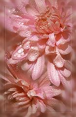 photo "***"