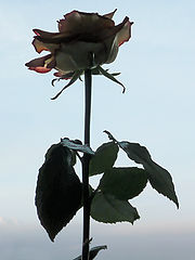 фото "роза"
