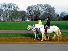 photo "Equestrians"