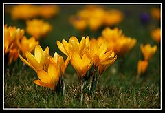 photo "Flashes of yellow"