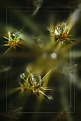 photo "***"