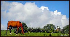 фото "good live for a horse"