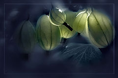 photo "***"