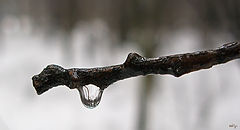 фото "Зверь с каплей"