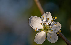 photo "Spring has come"