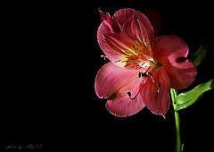 photo "***"