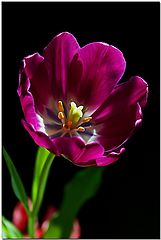 photo "Backlit Tulip"