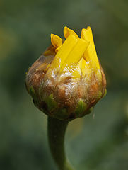 photo "Birth of the flower."