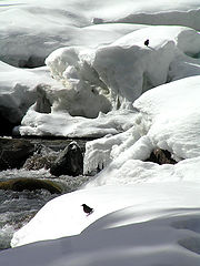 photo "Dippers Resting"