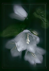 photo "***"