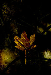 фото "Emergence"
