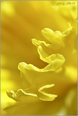 photo "***"