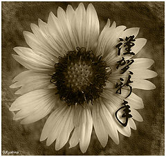 фото "***"