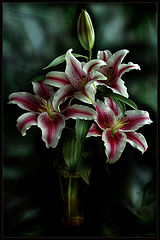 photo "Lilies"