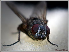 фото "Проснулись мухи"