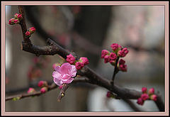 photo "Plum, the first flower"