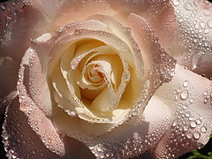 photo "morning beauty"