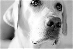 фото "the dog"