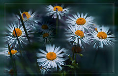 photo "***"