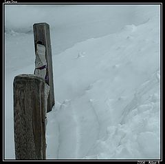 фото "Spring Snow"