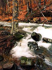 фото "Дикий лес (Wild Forest)"