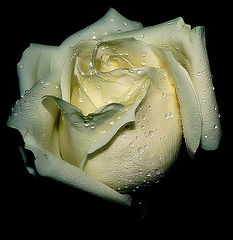 photo "For you, my dear Friend, Larisa Leonova..."