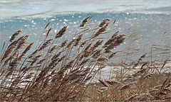photo "Spring etude"