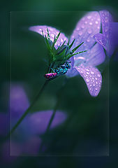 photo "***"