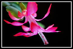photo "***"