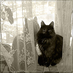 photo "***"