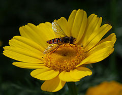 photo "Careful owner."