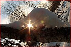 photo "mysterious animal in the sunshine"
