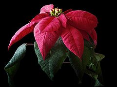photo "Christmas Flower"