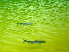 photo "Bass (fish)"