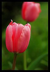 photo "Arrival of the spring"